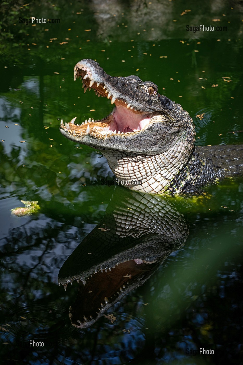 CAIMAN NOIR, ZOO DE GUYANE, MACOURIA, GUYANE FRANCAISE, DEPARTEMENT-REGION D'OUTRE-MER, AMERIQUE DU SUD, FRANCE 