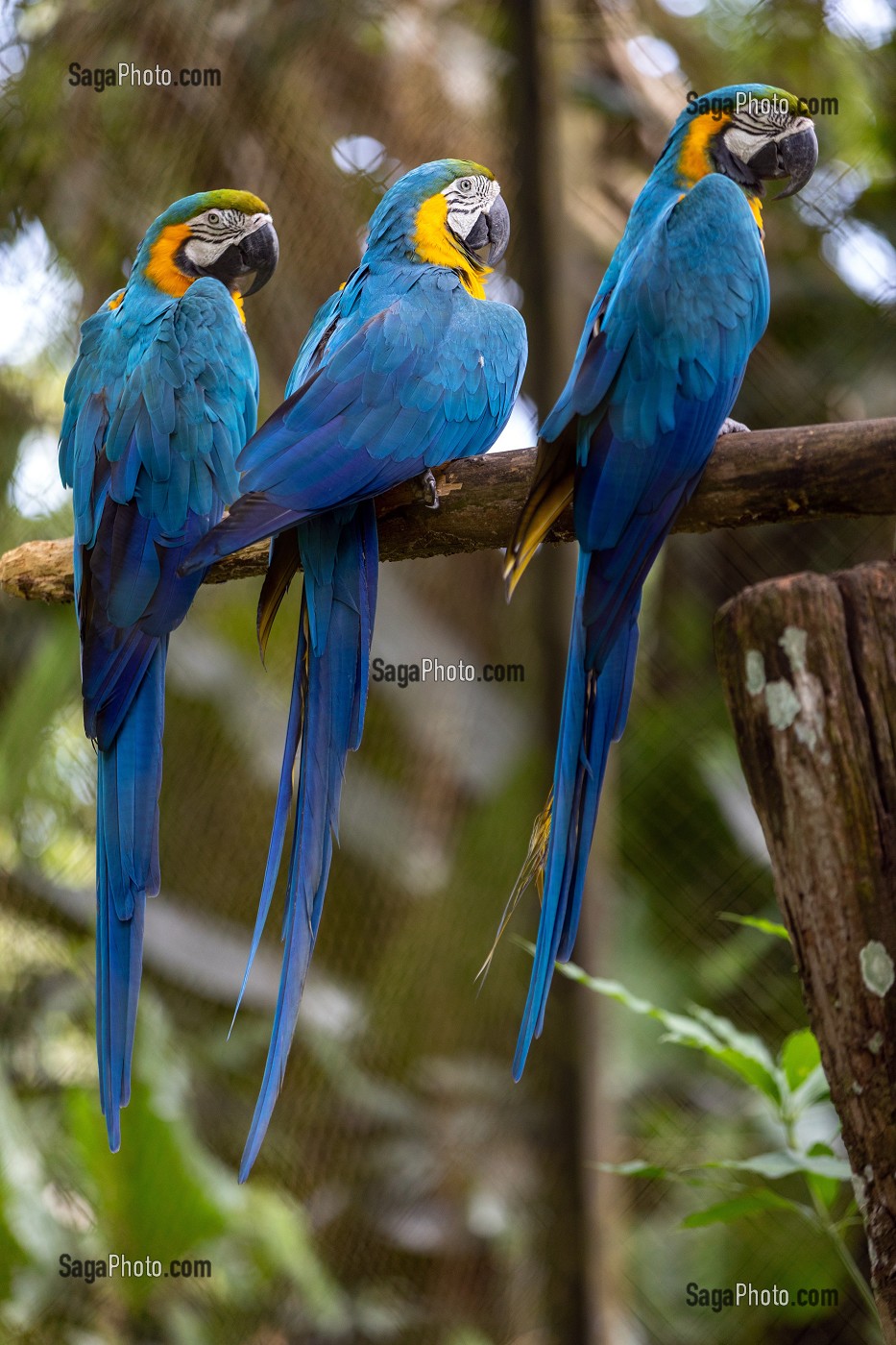 ARA ARARAUNA BLEU ET OR, ZOO DE GUYANE, MACOURIA, GUYANE FRANCAISE, DEPARTEMENT-REGION D'OUTRE-MER, AMERIQUE DU SUD, FRANCE 