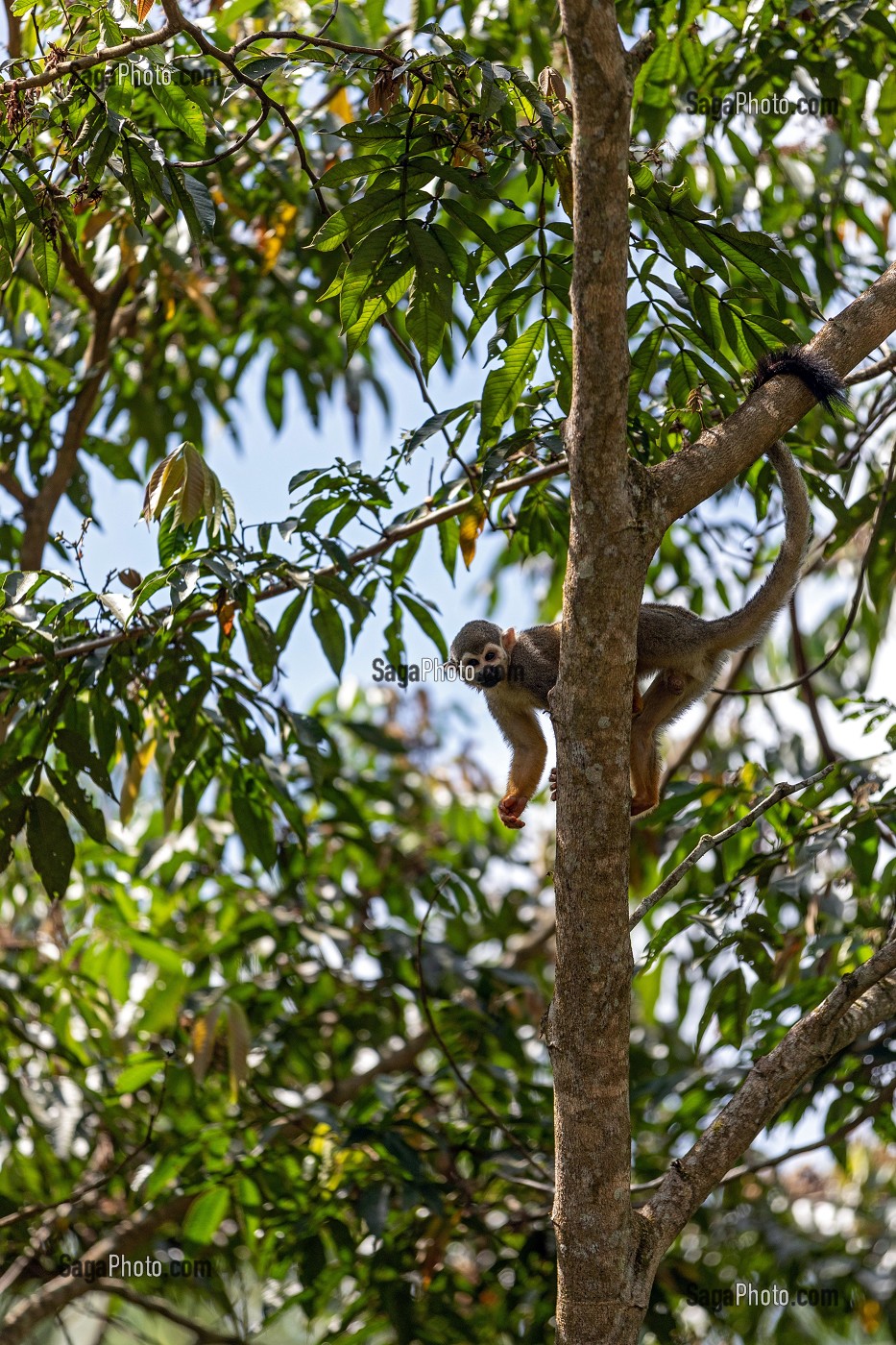 SAIMIRI EN LIBERTE, SINGE ECUREUIL, ZOO DE GUYANE, MACOURIA, GUYANE FRANCAISE, DEPARTEMENT-REGION D'OUTRE-MER, AMERIQUE DU SUD, FRANCE 