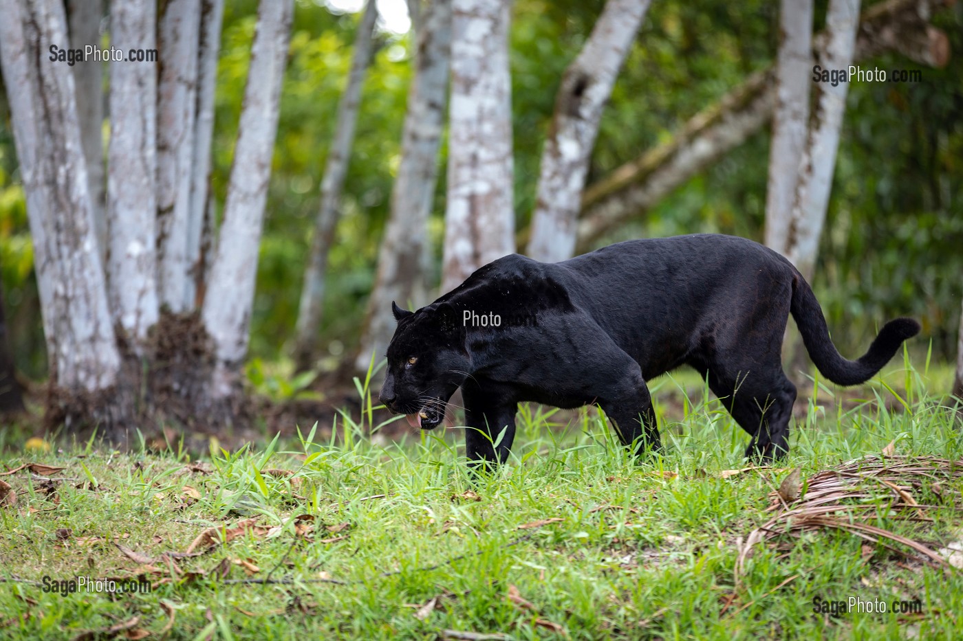 JAGUAR, FEMELLE NOIRE, ZOO DE GUYANE, MACOURIA, GUYANE FRANCAISE, DEPARTEMENT-REGION D'OUTRE-MER, AMERIQUE DU SUD, FRANCE 