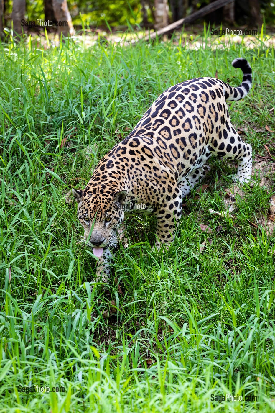 JAGUAR MALE TACHETTE, ZOO DE GUYANE, MACOURIA, GUYANE FRANCAISE, DEPARTEMENT-REGION D'OUTRE-MER, AMERIQUE DU SUD, FRANCE 