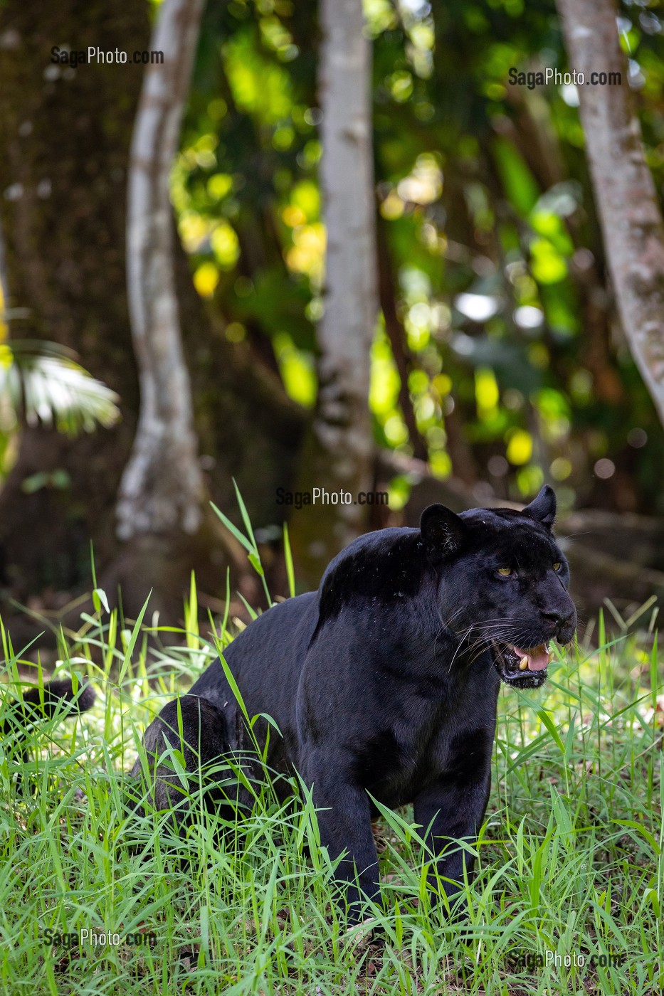 JAGUAR, FEMELLE NOIRE, ZOO DE GUYANE, MACOURIA, GUYANE FRANCAISE, DEPARTEMENT-REGION D'OUTRE-MER, AMERIQUE DU SUD, FRANCE 