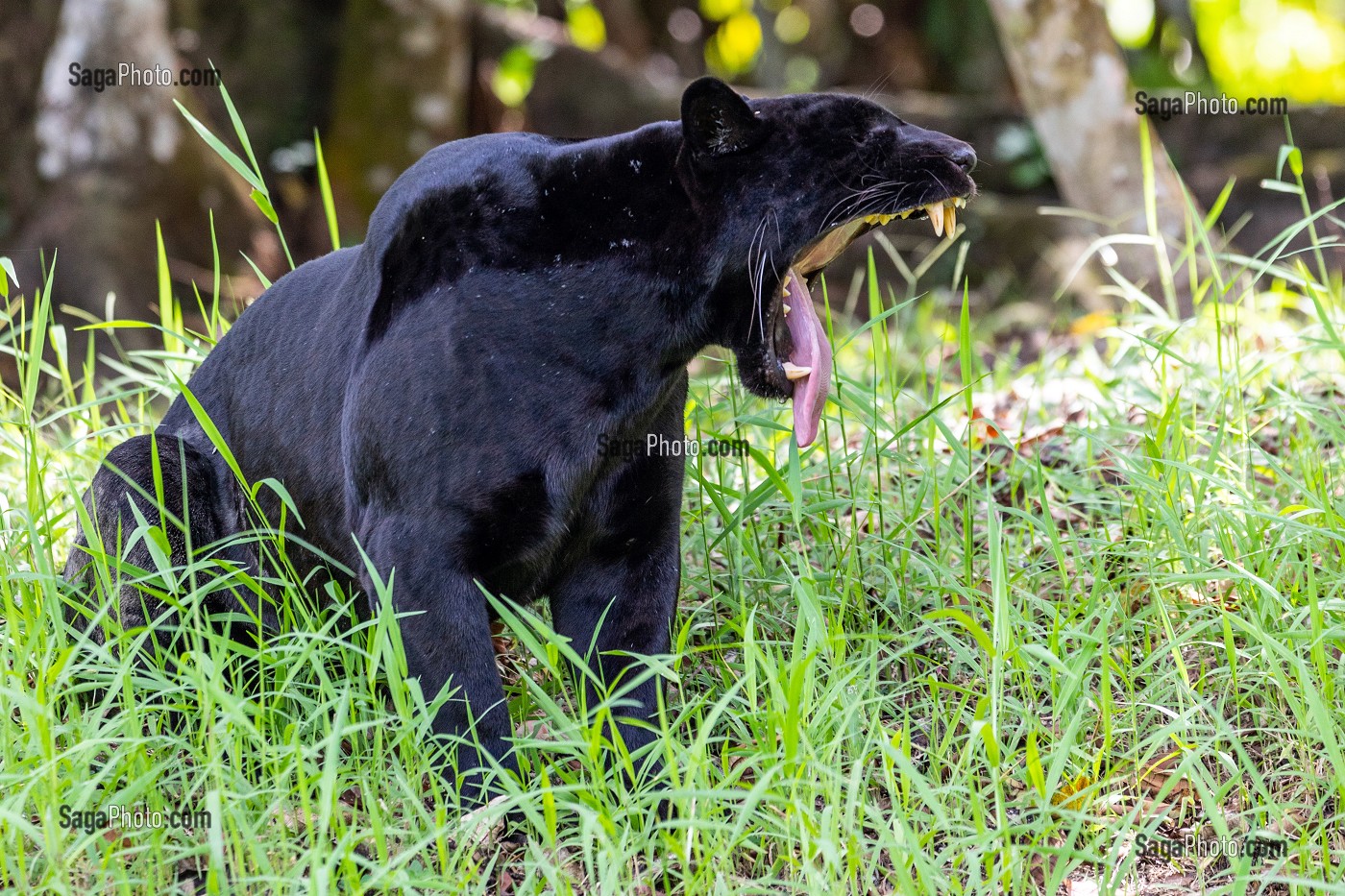 JAGUAR, FEMELLE NOIRE, ZOO DE GUYANE, MACOURIA, GUYANE FRANCAISE, DEPARTEMENT-REGION D'OUTRE-MER, AMERIQUE DU SUD, FRANCE 