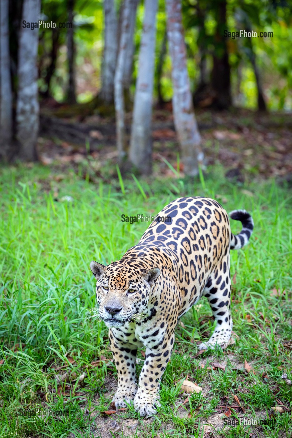 JAGUAR MALE TACHETTE, ZOO DE GUYANE, MACOURIA, GUYANE FRANCAISE, DEPARTEMENT-REGION D'OUTRE-MER, AMERIQUE DU SUD, FRANCE 