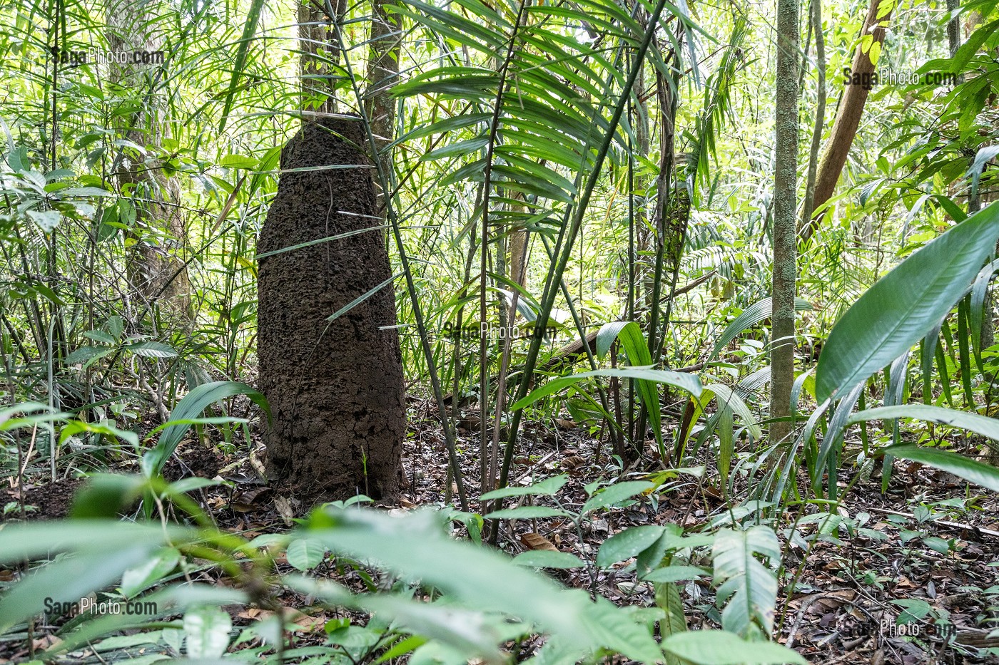 TERMITIERE DANS LA FORET PRIMAIRE, ZOO DE GUYANE, MACOURIA, GUYANE FRANCAISE, DEPARTEMENT-REGION D'OUTRE-MER, AMERIQUE DU SUD, FRANCE 