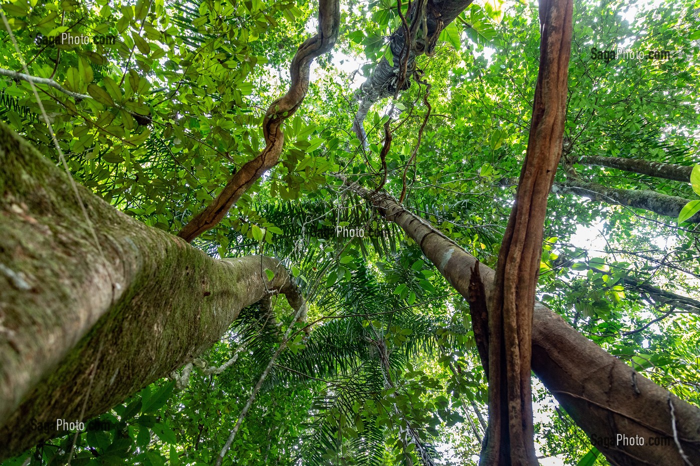 LES ARBRES DE LA FORET PRIMAIRE, ZOO DE GUYANE, MACOURIA, GUYANE FRANCAISE, DEPARTEMENT-REGION D'OUTRE-MER, AMERIQUE DU SUD, FRANCE 