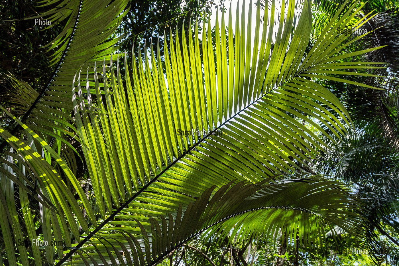 GRANDES FOUGERES DANS LA FORET PRIMAIRE, ZOO DE GUYANE, MACOURIA, GUYANE FRANCAISE, DEPARTEMENT-REGION D'OUTRE-MER, AMERIQUE DU SUD, FRANCE 