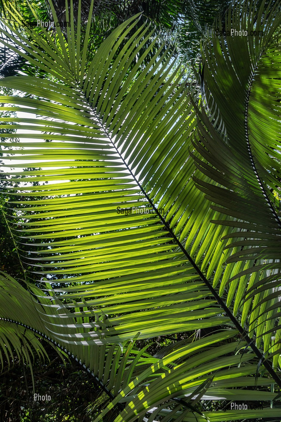 GRANDES FOUGERES DANS LA FORET PRIMAIRE, ZOO DE GUYANE, MACOURIA, GUYANE FRANCAISE, DEPARTEMENT-REGION D'OUTRE-MER, AMERIQUE DU SUD, FRANCE 