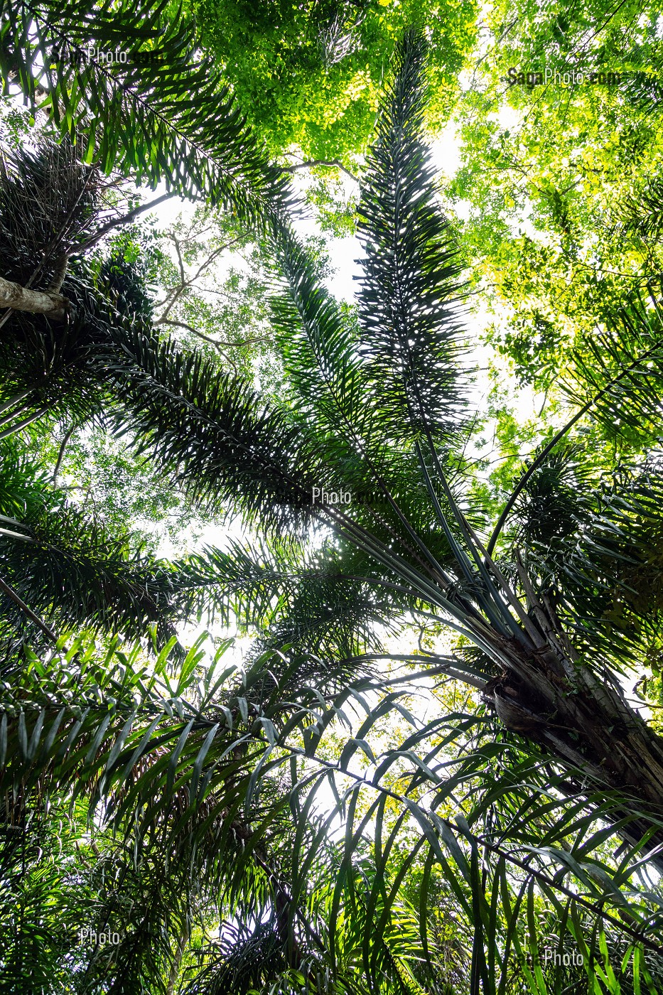 GRANDES FOUGERES DANS LA FORET PRIMAIRE, ZOO DE GUYANE, MACOURIA, GUYANE FRANCAISE, DEPARTEMENT-REGION D'OUTRE-MER, AMERIQUE DU SUD, FRANCE 