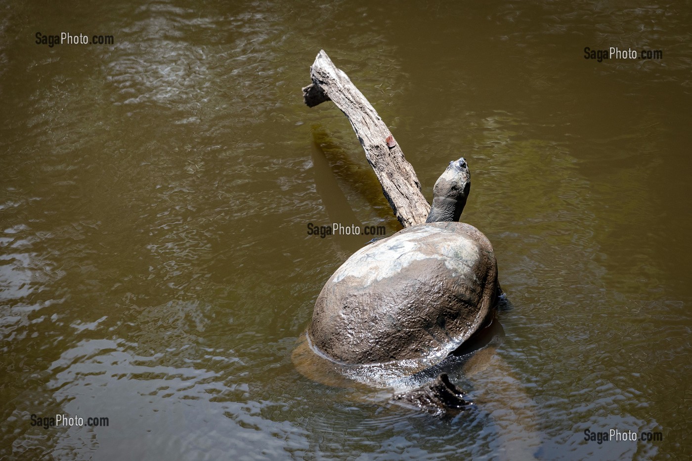 TORTUE D'EAU DOUCE, ZOO DE GUYANE, MACOURIA, GUYANE FRANCAISE, DEPARTEMENT-REGION D'OUTRE-MER, AMERIQUE DU SUD, FRANCE 