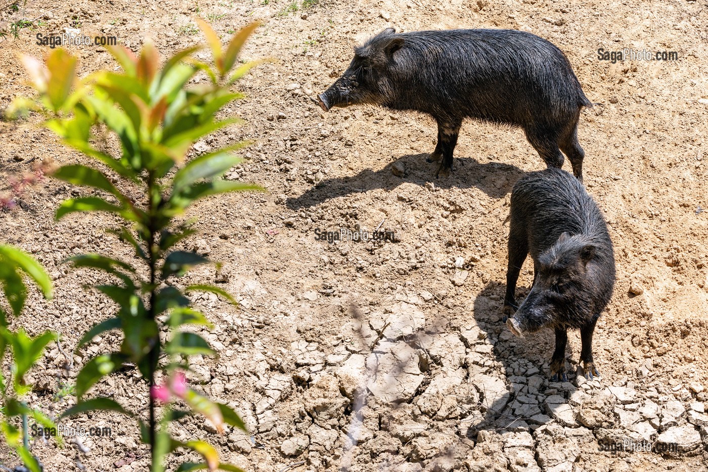 PECARI OU PAKIRA, COCHON-BOIS D'AMAZONIE, ZOO DE GUYANE, MACOURIA, GUYANE FRANCAISE, DEPARTEMENT-REGION D'OUTRE-MER, AMERIQUE DU SUD, FRANCE 