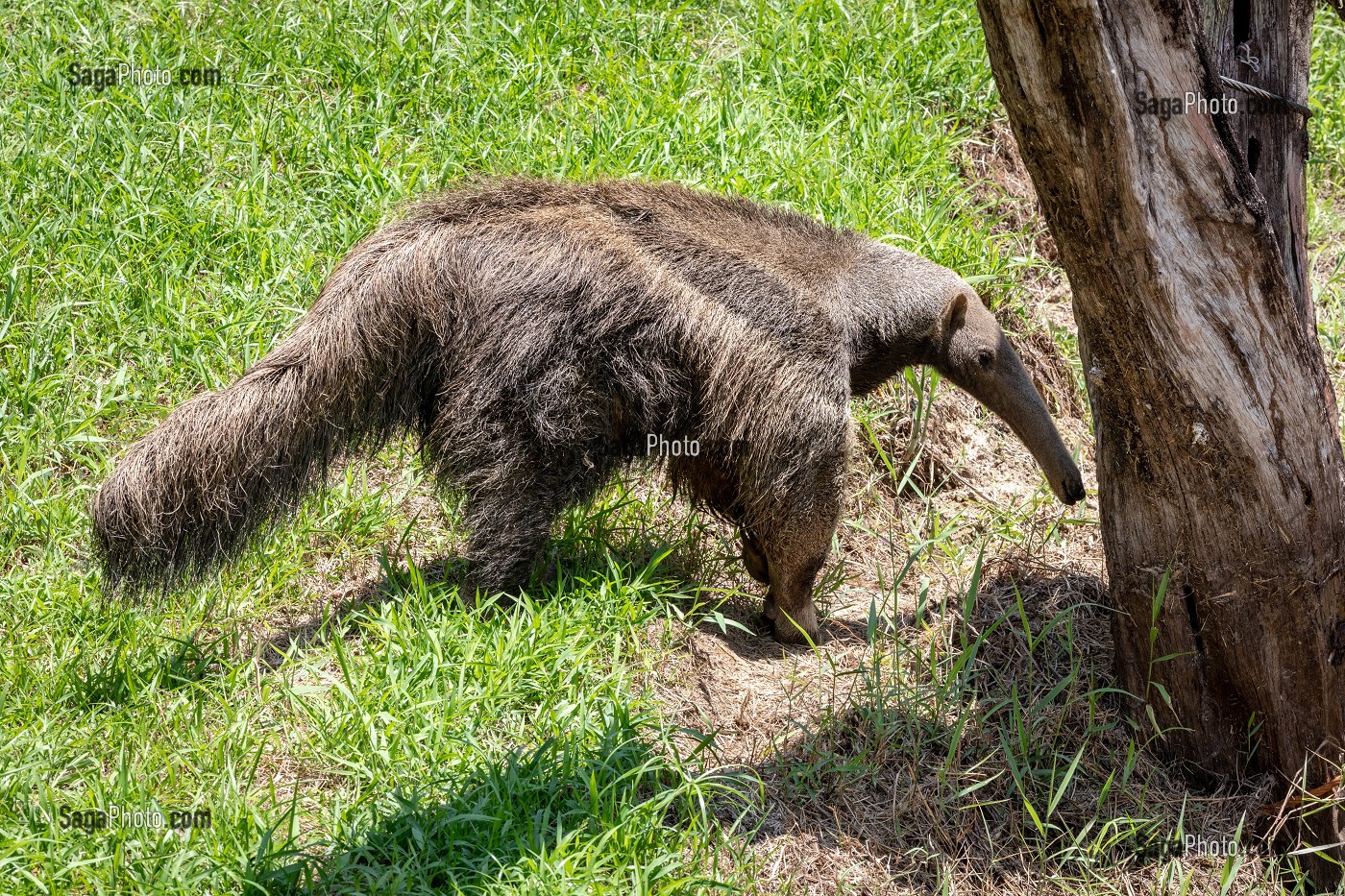 TAMANOIR OU FOURMILIER GEANT, ZOO DE GUYANE, MACOURIA, GUYANE FRANCAISE, DEPARTEMENT-REGION D'OUTRE-MER, AMERIQUE DU SUD, FRANCE 