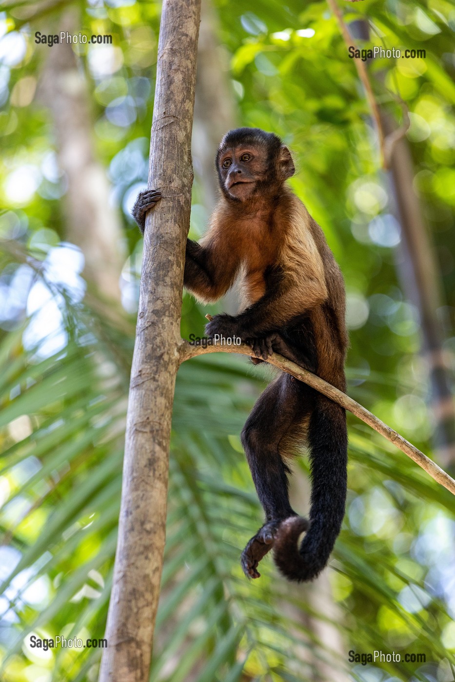 APELLE OU SAJOU NOIR, SINGE CAPUCIN A HOUPPE NOIRE, ZOO DE GUYANE, MACOURIA, GUYANE FRANCAISE, DEPARTEMENT-REGION D'OUTRE-MER, AMERIQUE DU SUD, FRANCE 