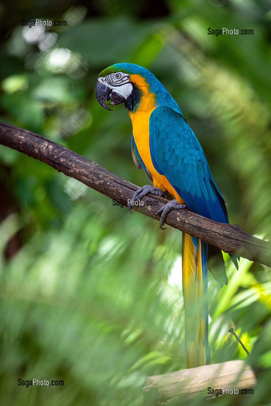 ARA ARARAUNA BLEU ET OR, ZOO DE GUYANE, MACOURIA, GUYANE FRANCAISE, DEPARTEMENT-REGION D'OUTRE-MER, AMERIQUE DU SUD, FRANCE 