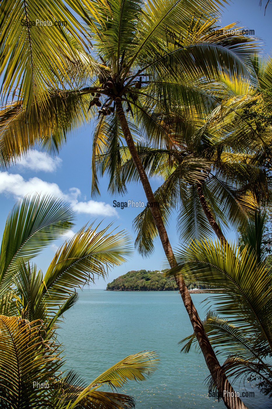 PLAGE ET PALMIERS DE L'ILE SAINT-JOSEPH ABRITANT L'ANCIEN BAGNE, ILE DU SALUT, KOUROU, GUYANE FRANCAISE, DEPARTEMENT-REGION D'OUTRE-MER, AMERIQUE DU SUD, FRANCE 