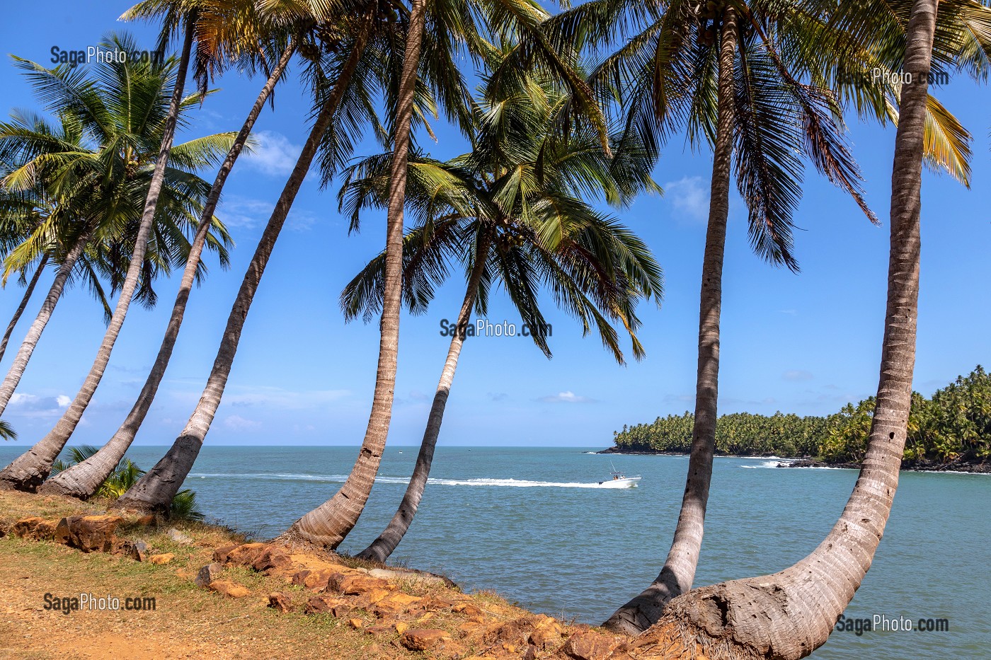 PLAGE ET PALMIERS DE L'ILE ROYALE ABRITANT L'ANCIEN BAGNE, ILE DU SALUT, KOUROU, GUYANE FRANCAISE, DEPARTEMENT-REGION D'OUTRE-MER, AMERIQUE DU SUD, FRANCE 