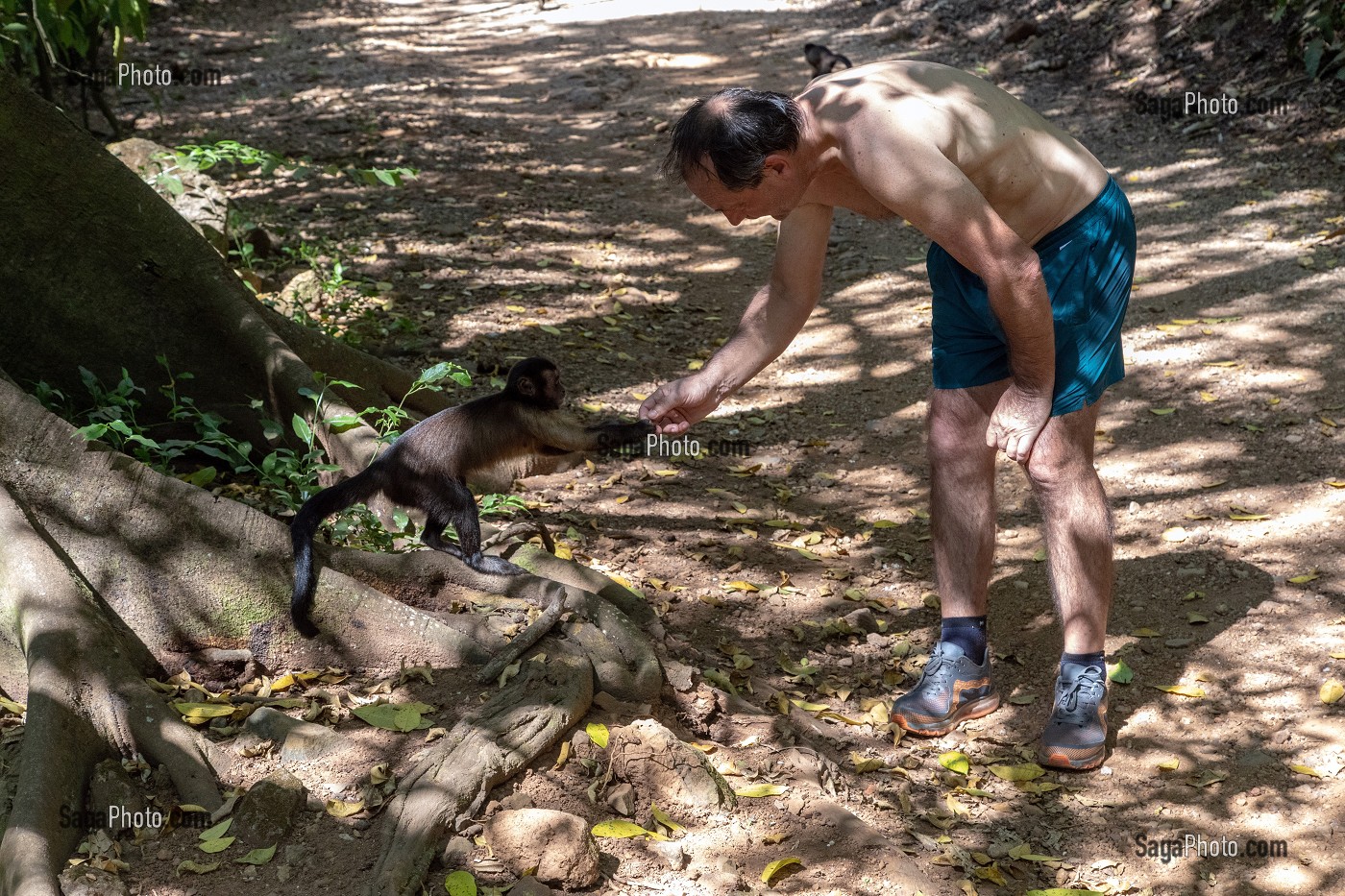 SINGES CAPUCIN BRUN, ILE DU SALUT, KOUROU, GUYANE FRANCAISE, DEPARTEMENT-REGION D'OUTRE-MER, AMERIQUE DU SUD, FRANCE 