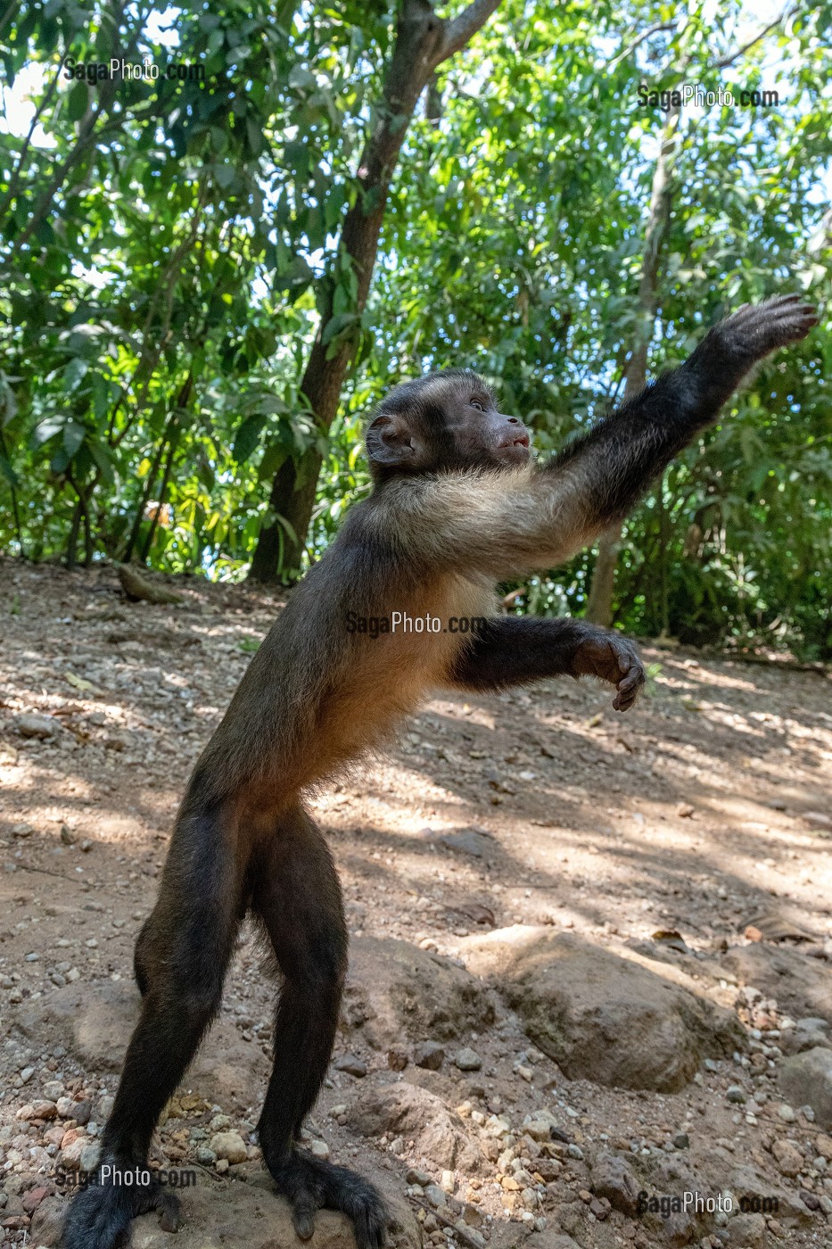 APELLE OU SAJOU NOIR, SINGE CAPUCIN A HOUPPE NOIRE, ILE DU SALUT, KOUROU, GUYANE FRANCAISE, DEPARTEMENT-REGION D'OUTRE-MER, AMERIQUE DU SUD, FRANCE 
