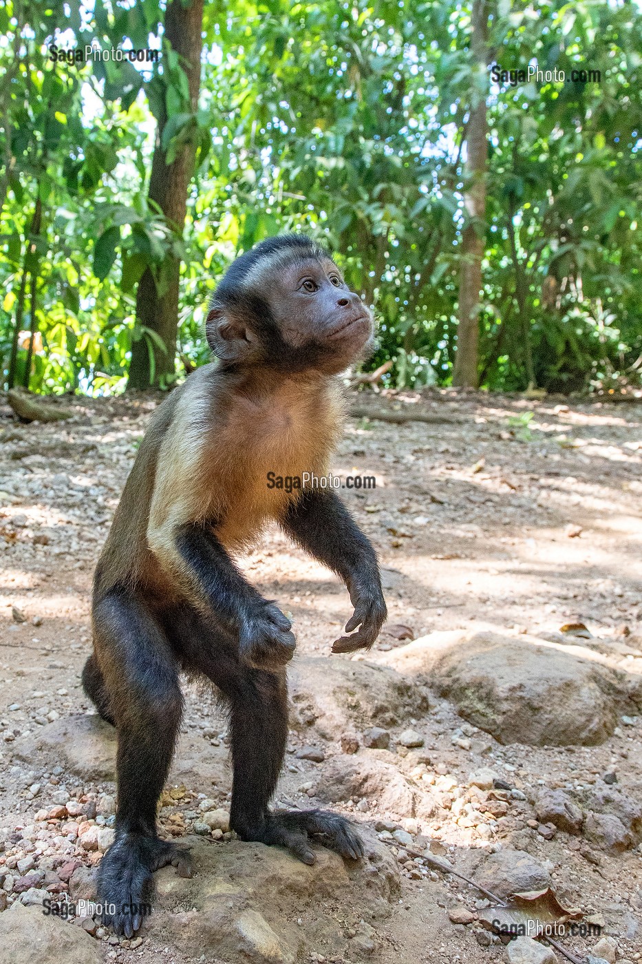 APELLE OU SAJOU NOIR, SINGE CAPUCIN A HOUPPE NOIRE, ILE DU SALUT, KOUROU, GUYANE FRANCAISE, DEPARTEMENT-REGION D'OUTRE-MER, AMERIQUE DU SUD, FRANCE 