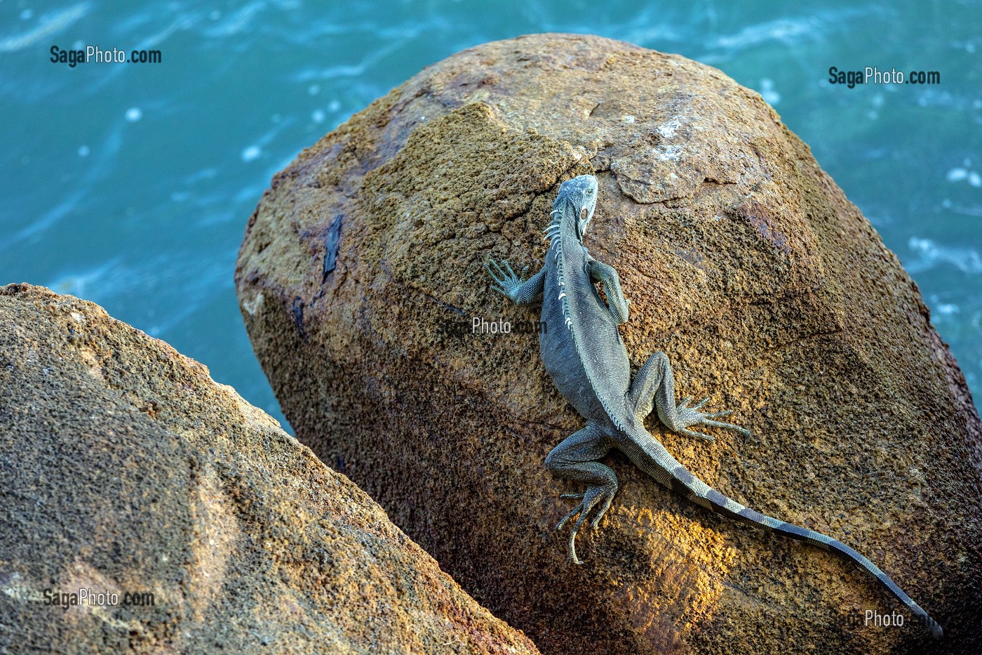 IGUANE BLEU, ILE ROYALE, ILE DU SALUT, KOUROU, GUYANE FRANCAISE, DEPARTEMENT-REGION D'OUTRE-MER, AMERIQUE DU SUD, FRANCE 