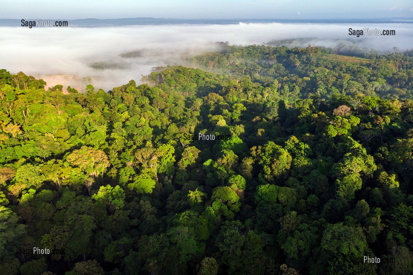 VUE SUR LA CANOPEE DE LA FORET AMAZONIENNE, ENTRE REGINA ET CACAO, GUYANE FRANCAISE, DEPARTEMENT-REGION D'OUTRE-MER, AMERIQUE DU SUD, FRANCE 