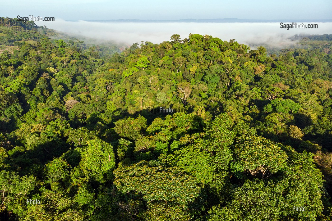 VUE SUR LA CANOPEE DE LA FORET AMAZONIENNE, REGION DE CACAO, GUYANE FRANCAISE, DEPARTEMENT-REGION D'OUTRE-MER, AMERIQUE DU SUD, FRANCE 