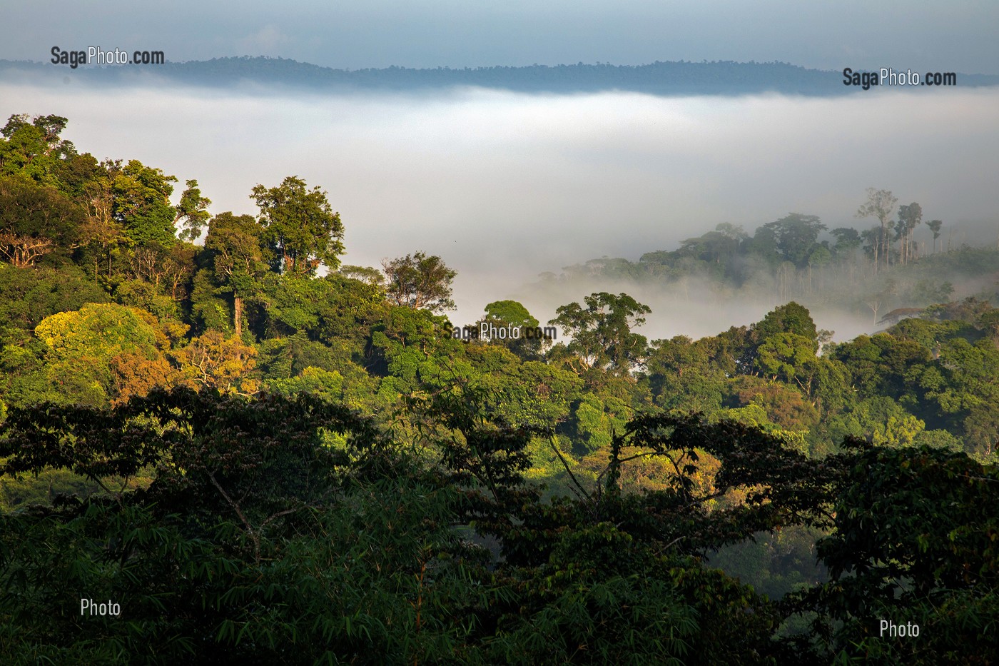 VUE SUR LA CANOPEE DE LA FORET AMAZONIENNE, REGION DE CACAO, GUYANE FRANCAISE, DEPARTEMENT-REGION D'OUTRE-MER, AMERIQUE DU SUD, FRANCE 