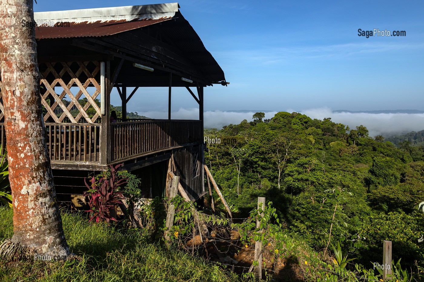 VUE SUR LA CANOPEE DE LA FORET AMAZONIENNE, ENTRE REGINA ET CACAO, GUYANE FRANCAISE, DEPARTEMENT-REGION D'OUTRE-MER, AMERIQUE DU SUD, FRANCE 