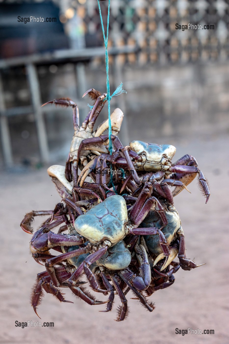 CRABES BLEUS PECHES DANS LA MANGROVE, MANA, GUYANE FRANCAISE, DEPARTEMENT-REGION D'OUTRE-MER, AMERIQUE DU SUD, FRANCE 