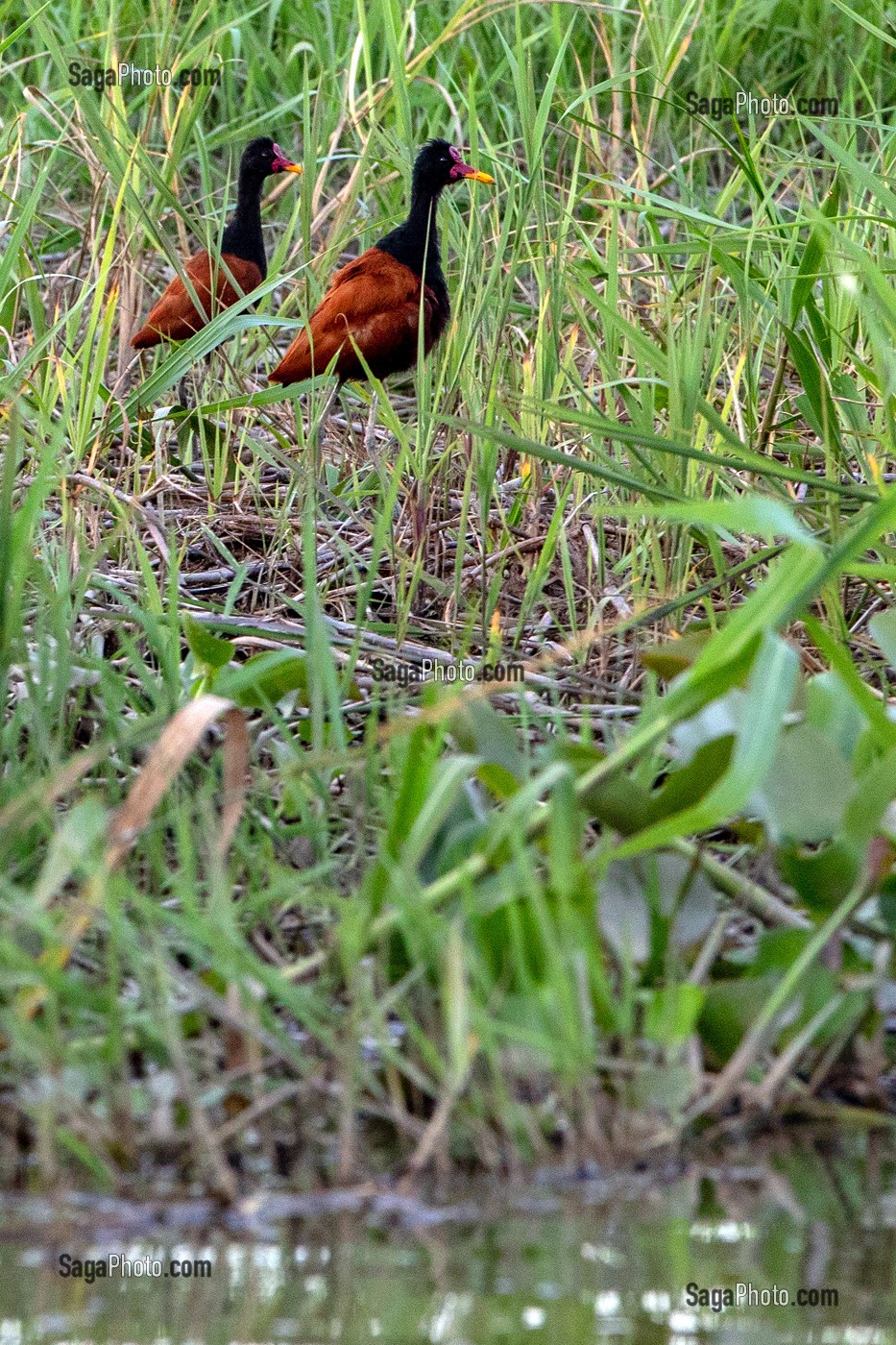 COUPLE DE JACANA NOIR, RESERVE NATURELLE DU MARAIS DE KAW, ROURA, GUYANE FRANCAISE, DEPARTEMENT-REGION D'OUTRE-MER, AMERIQUE DU SUD, FRANCE 