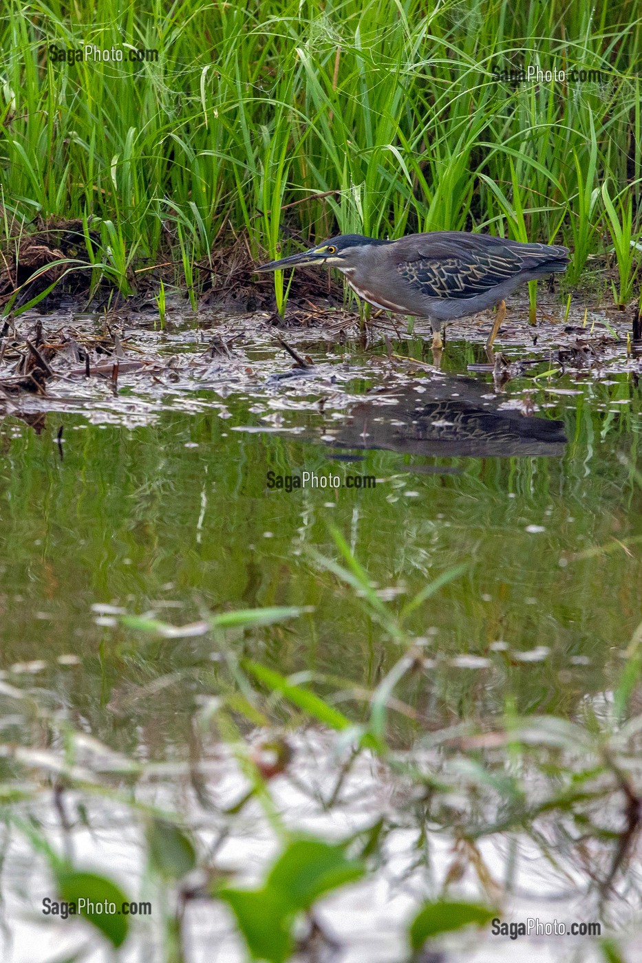 HERON STRIE, RESERVE NATURELLE DU MARAIS DE KAW, ROURA, GUYANE FRANCAISE, DEPARTEMENT-REGION D'OUTRE-MER, AMERIQUE DU SUD, FRANCE 