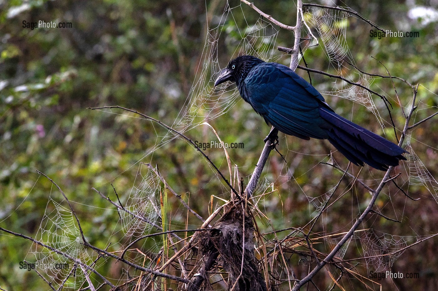 ANI DES PALETUVIERS, OISEAU DE LA RESERVE NATURELLE DU MARAIS DE KAW, ROURA, GUYANE FRANCAISE, DEPARTEMENT-REGION D'OUTRE-MER, AMERIQUE DU SUD, FRANCE 