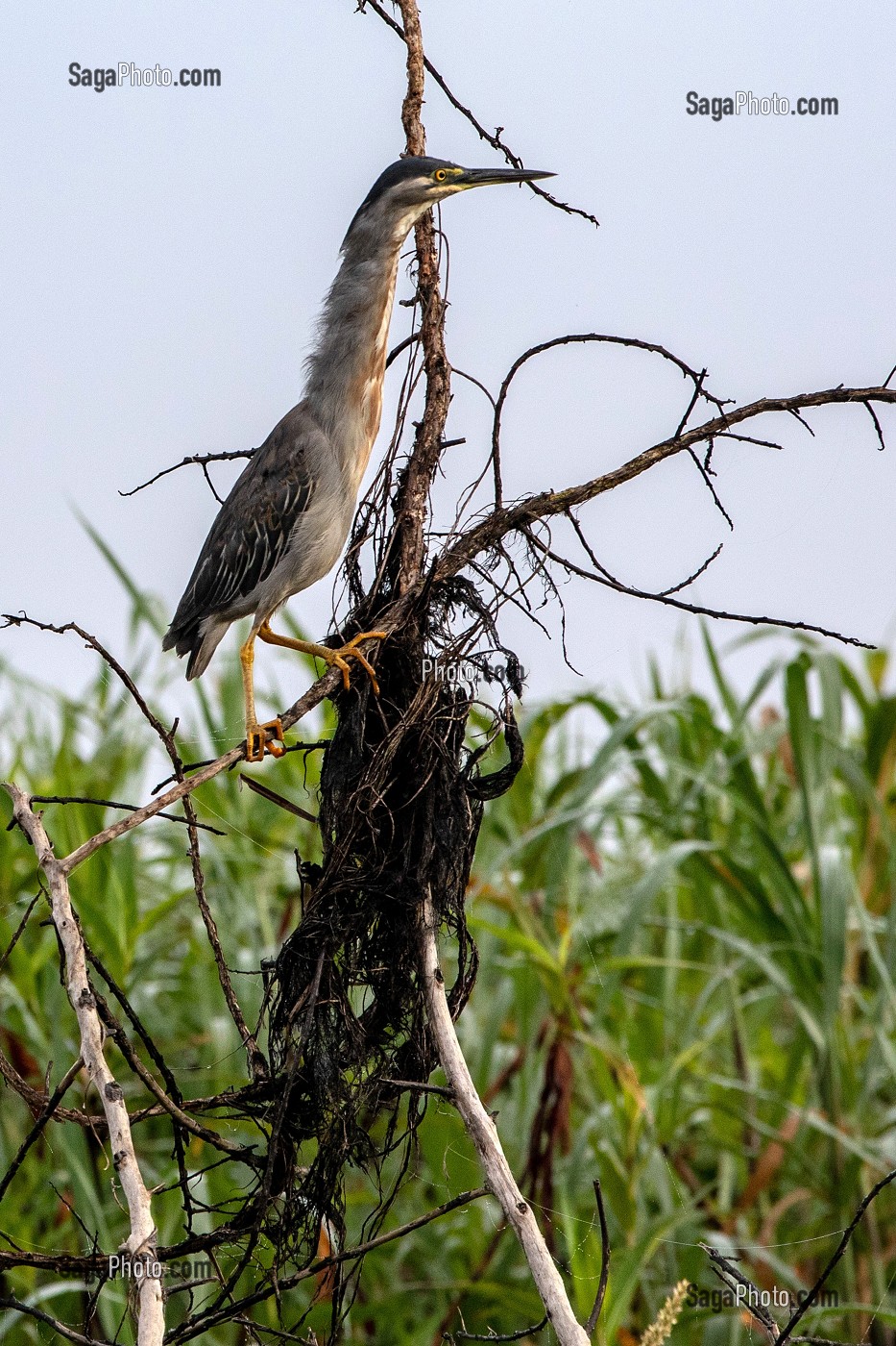 HERON STRIE, RESERVE NATURELLE DU MARAIS DE KAW, ROURA, GUYANE FRANCAISE, DEPARTEMENT-REGION D'OUTRE-MER, AMERIQUE DU SUD, FRANCE 