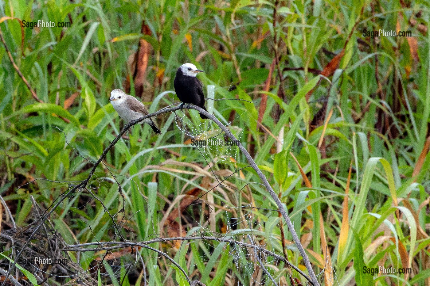 COUPLE DE MOUCHEROLE A TETE BLANCHE, RESERVE NATURELLE DU MARAIS DE KAW, ROURA, GUYANE FRANCAISE, DEPARTEMENT-REGION D'OUTRE-MER, AMERIQUE DU SUD, FRANCE 