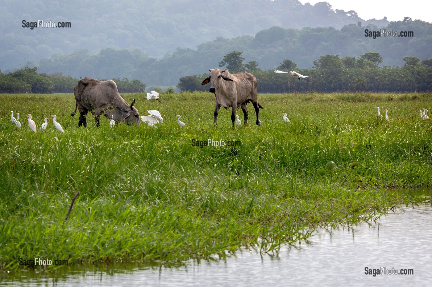 ELEVAGE DE ZEBUS ET GRANDES AIGRETTES BLANCHES, RESERVE NATURELLE DU MARAIS DE KAW, ROURA, GUYANE FRANCAISE, DEPARTEMENT-REGION D'OUTRE-MER, AMERIQUE DU SUD, FRANCE 