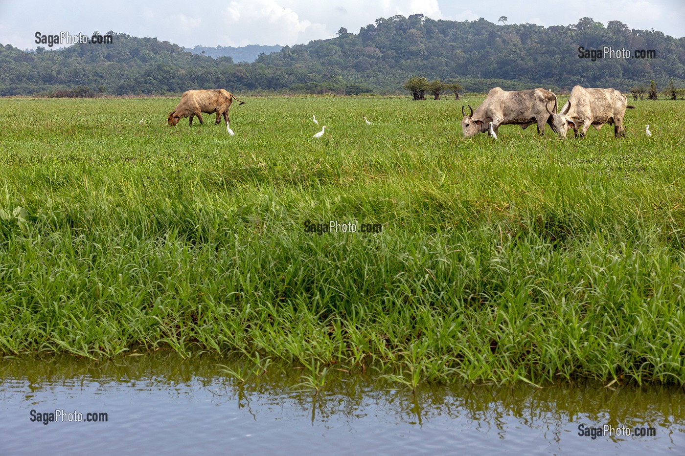 ELEVAGE DE ZEBUS ET GRANDES AIGRETTES BLANCHES, RESERVE NATURELLE DU MARAIS DE KAW, ROURA, GUYANE FRANCAISE, DEPARTEMENT-REGION D'OUTRE-MER, AMERIQUE DU SUD, FRANCE 