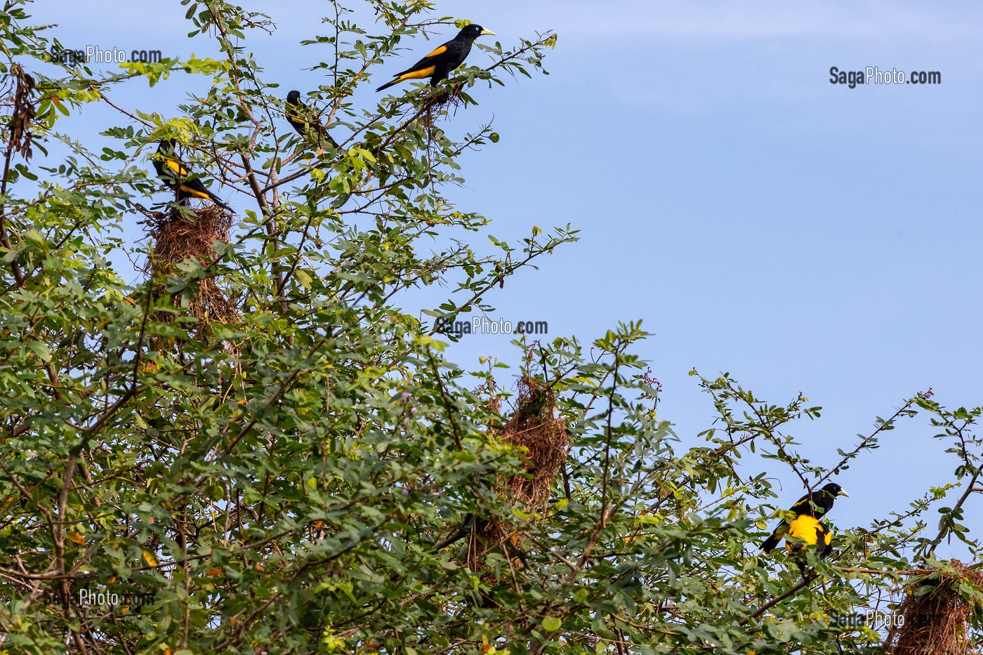 GROUPE DE CACIQUES CUL JAUNE, RESERVE NATURELLE DU MARAIS DE KAW, ROURA, GUYANE FRANCAISE, DEPARTEMENT-REGION D'OUTRE-MER, AMERIQUE DU SUD, FRANCE 