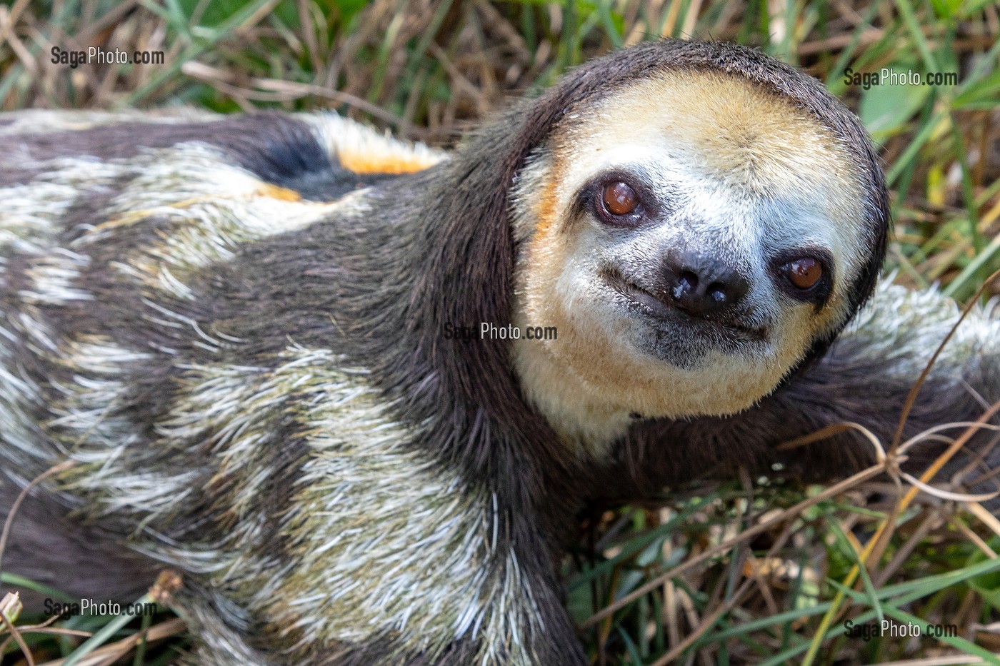 PARESSEUX A TROIS DOIGTS OU MOUTON PARESSEUX, ANIMAL LE PLUS LENT DE LA FORET, KAW, GUYANE FRANCAISE, DEPARTEMENT-REGION D'OUTRE-MER, AMERIQUE DU SUD, FRANCE 