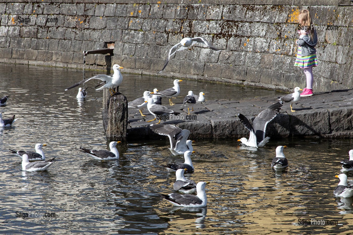 PETITE FILLE DONNANT A MANGER A DES MOUETTES SUR UN PONTON SUR LE LAC TJORNIN, REYKJAVIK, ISLANDE 