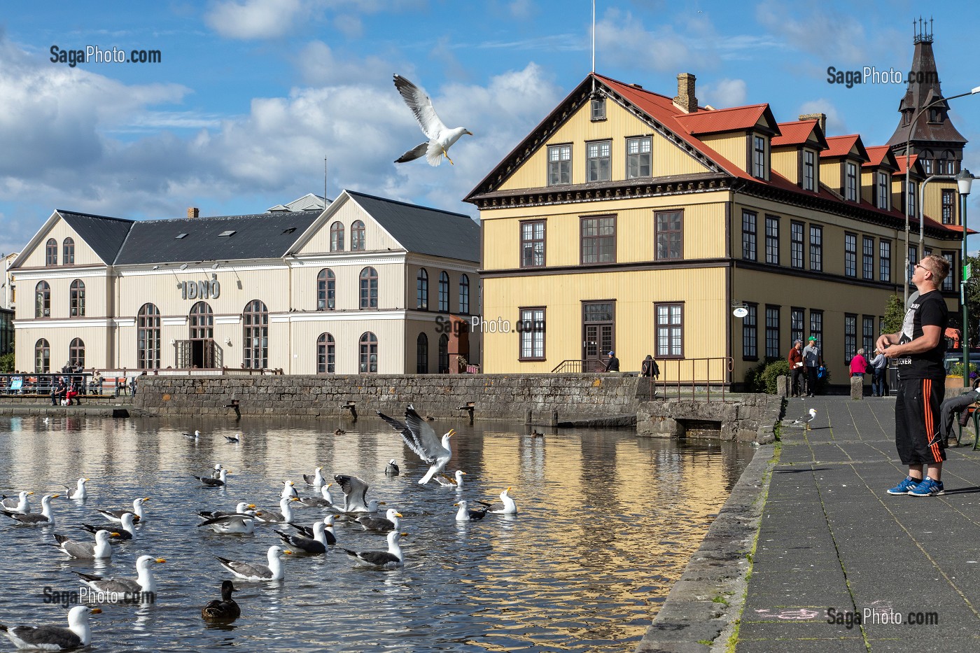 HOMME DONNANT A MANGER A DES MOUETTES SUR LE LAC TJORNIN PRES DU RESTAURANT IDNO REYKJAVIK, ISLANDE 