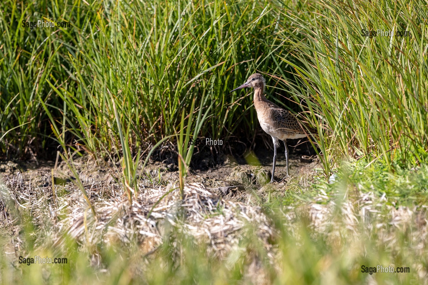 ESPECE D'OISEAU BECASSEAU VARIABLE, PRESQU'ILE VOLCANIQUE DE GRUNDARFJORDUR, PENINSULE DE SNAEFFELSNES, ARNARSTAPI, ISLANDE 