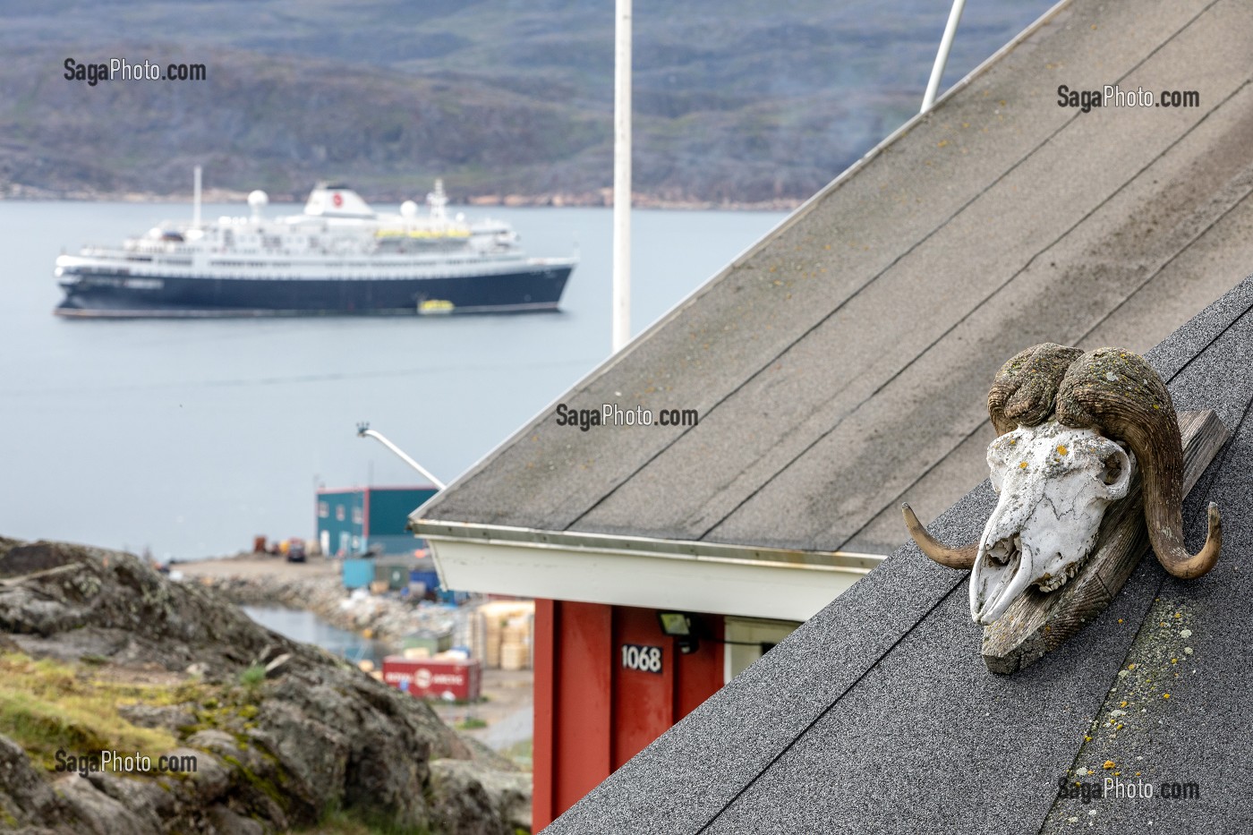 CRANE DE TETE DE BOEUF MUSQUE SUR UN TOIT ET EN ARRIERE PLAN LE BATEAU DE CROISIERE ASTORIA, VILLE DE QAQORTOQ, GROENLAND, DANEMARK 