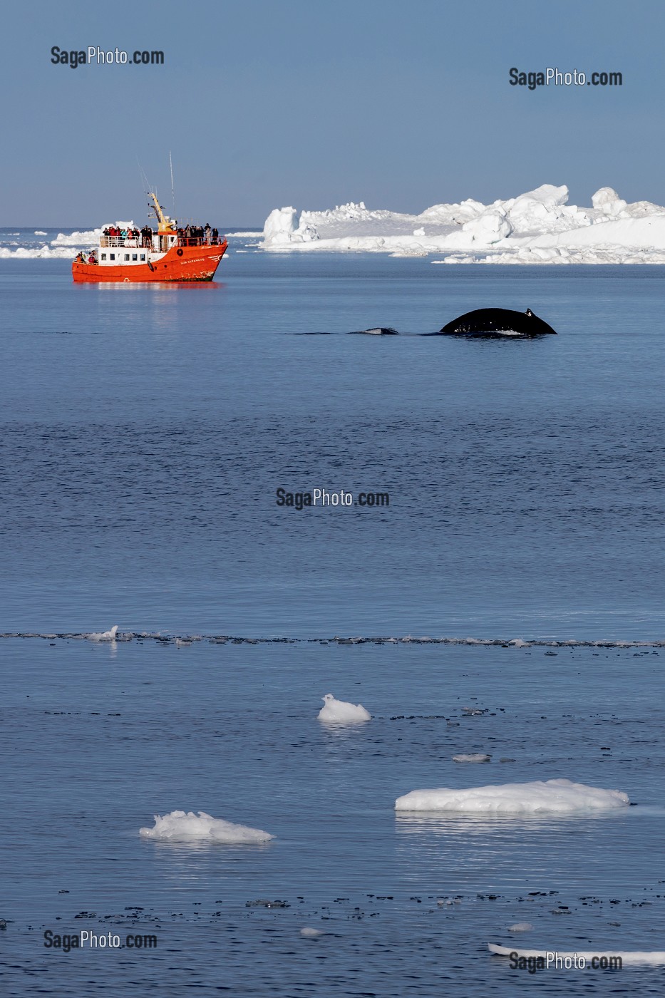 BATEAU D'OBSERVATION TOURISTIQUE DES ICEBERGS ET DES BALEINES, FJORD DE GLACE DE SERMERMIUT, ILULISSAT GROENLAND, DANEMARK 