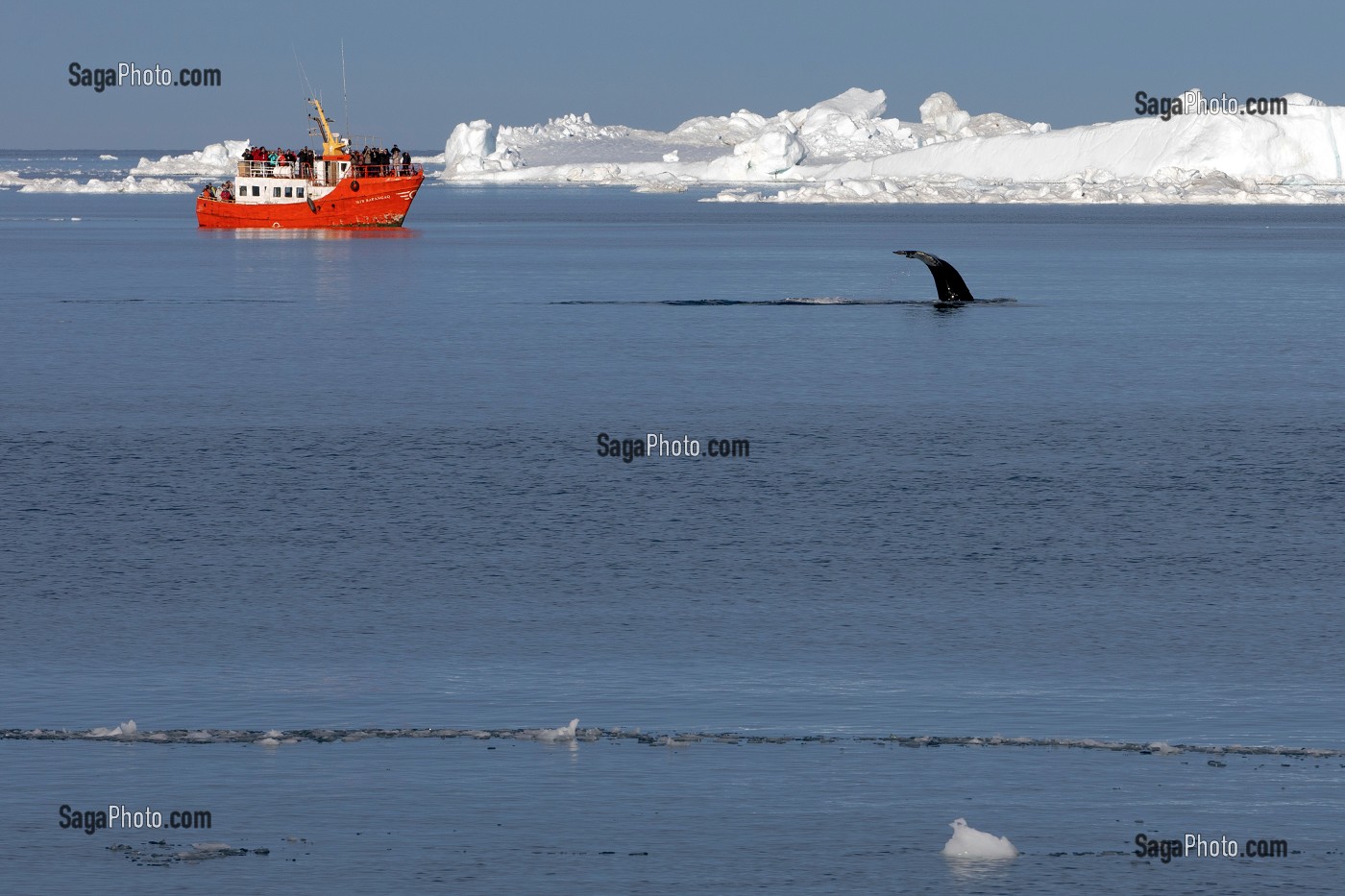 BATEAU D'OBSERVATION TOURISTIQUE DES ICEBERGS ET DES BALEINES, FJORD DE GLACE DE SERMERMIUT, ILULISSAT GROENLAND, DANEMARK 