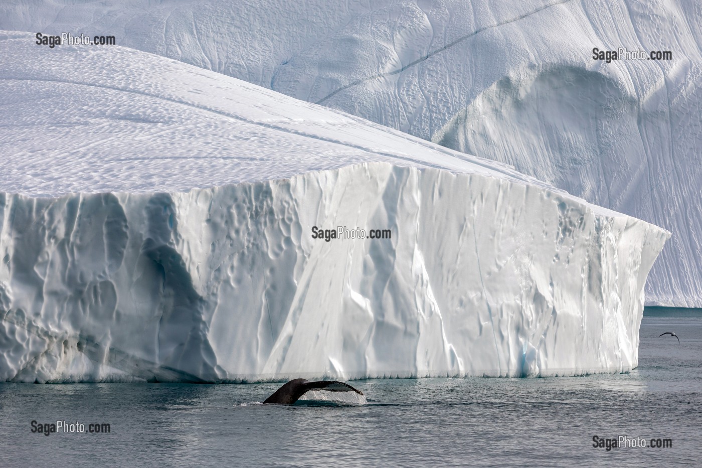 BALEINE DEVANT LES ICEBERGS DU FJORD DE GLACE DE SERMERMIUT, ILULISSAT GROENLAND, DANEMARK 