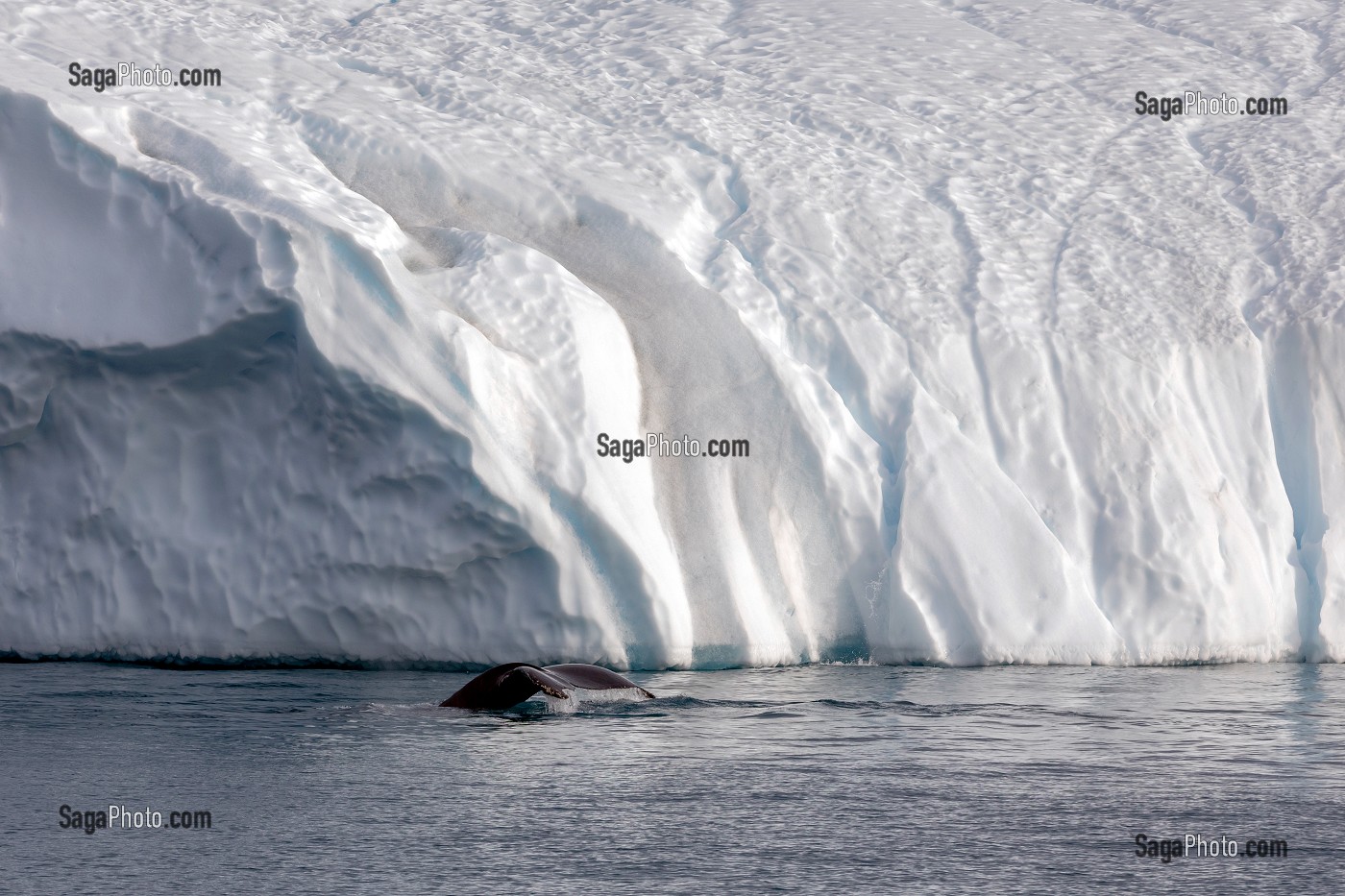 BALEINE DEVANT LES ICEBERGS DU FJORD DE GLACE DE SERMERMIUT, ILULISSAT GROENLAND, DANEMARK 