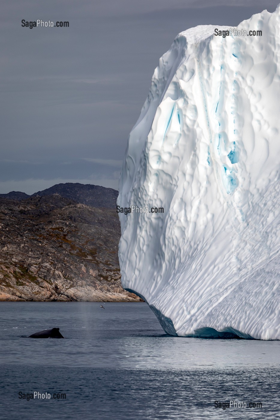 BALEINE DEVANT LES ICEBERGS DU FJORD DE GLACE DE SERMERMIUT, ILULISSAT GROENLAND, DANEMARK 