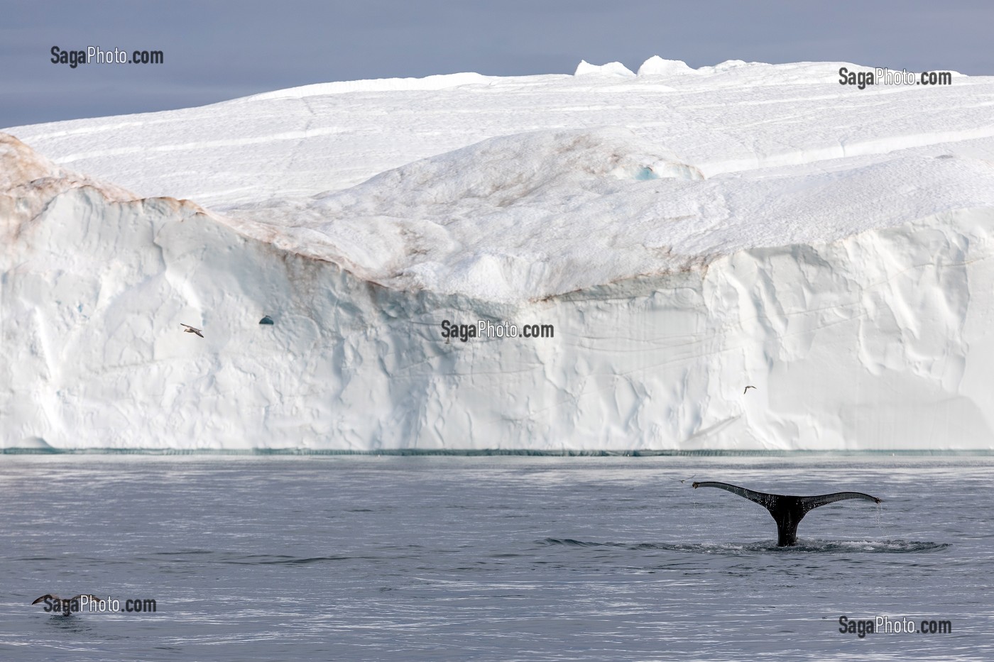 BALEINE DEVANT LES ICEBERGS DU FJORD DE GLACE DE SERMERMIUT, ILULISSAT GROENLAND, DANEMARK 