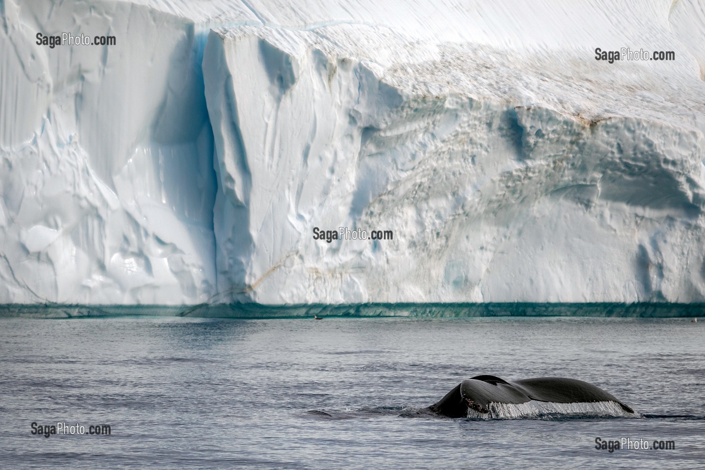 BALEINE DEVANT LES ICEBERGS DU FJORD DE GLACE DE SERMERMIUT, ILULISSAT GROENLAND, DANEMARK 