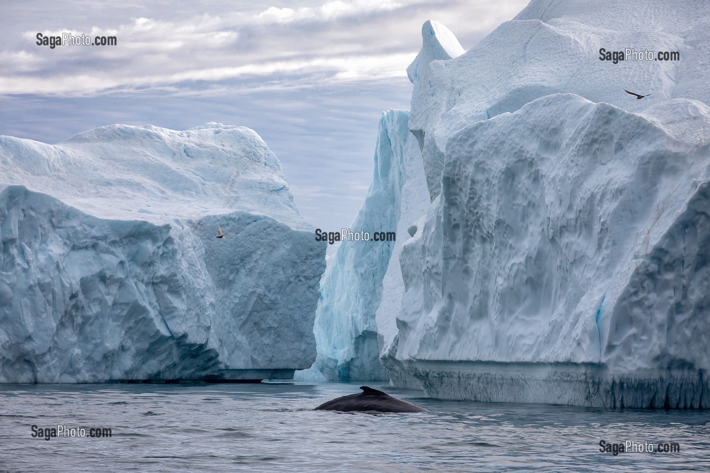 BALEINE DEVANT LES ICEBERGS DU FJORD DE GLACE DE SERMERMIUT, ILULISSAT GROENLAND, DANEMARK 